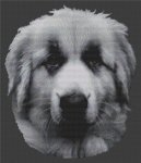 (image for) Great Pyrenees 2